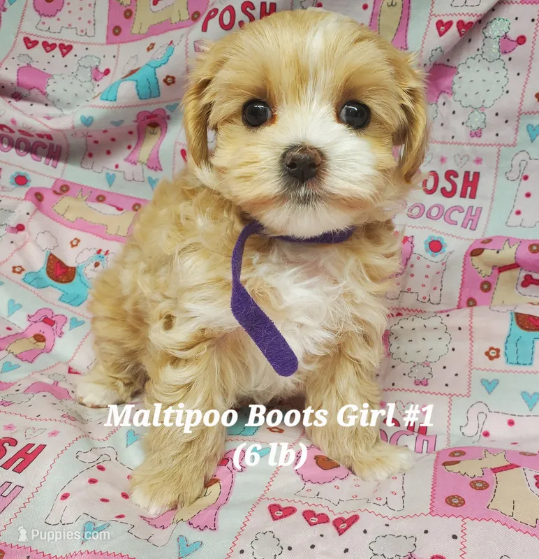 Boots – Maltese, Poodle - Toy  puppy for sale in Fremont, OH