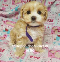 Boots, a female Maltese and Poodle - Toy  for sale in Fremont, OH – 1 of 9