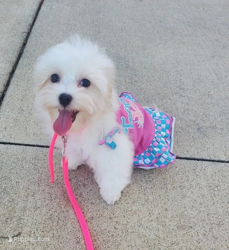 Bambi – Maltipoo puppy for sale in Fremont, OH