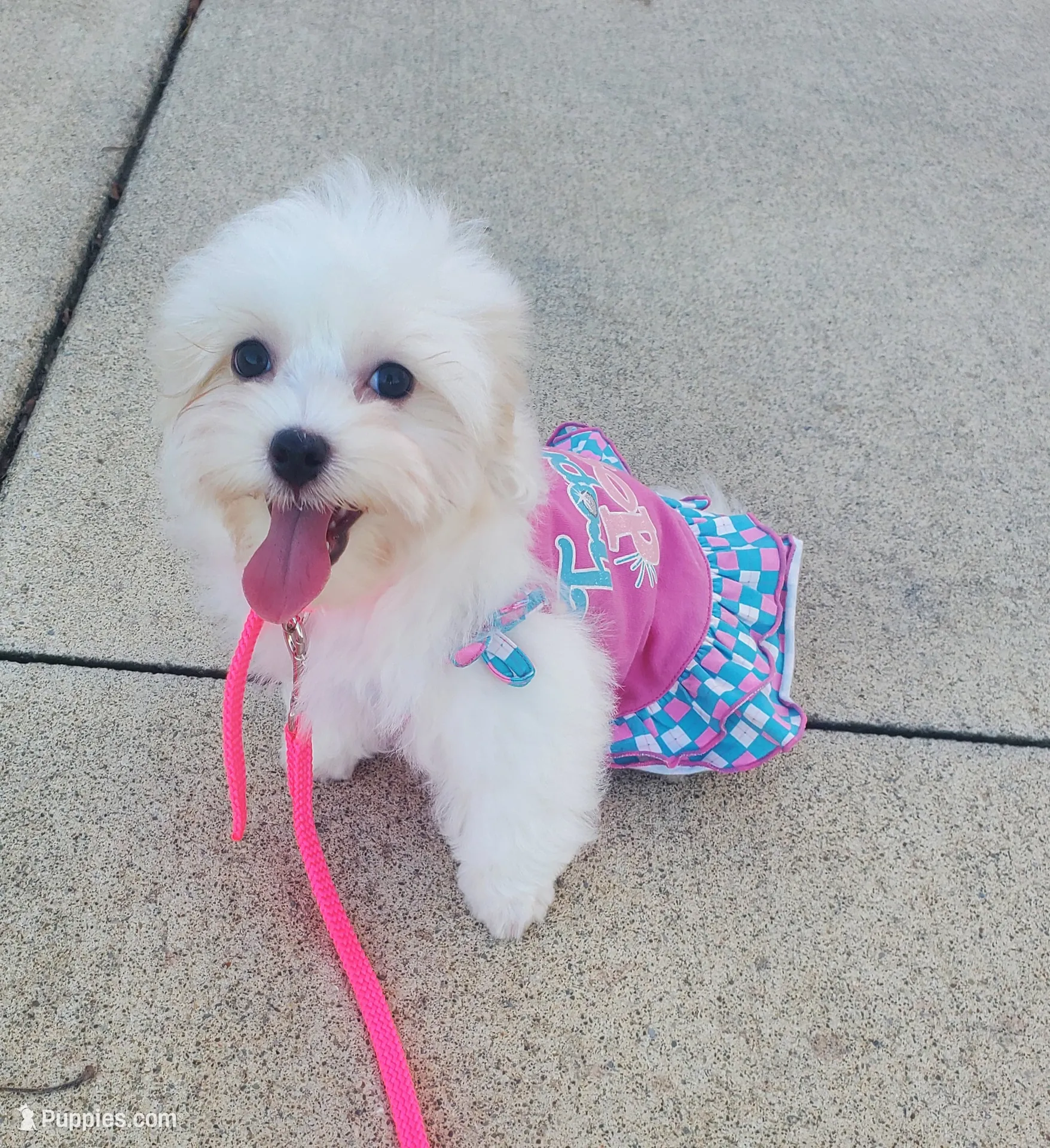 Bambi – Maltipoo Puppy for Sale in Fremont, OH | Puppies.com