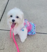 Bambi, a female Maltipoo for sale in Fremont, OH – 1 of 10