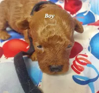 Billy, a male Poodle - Toy  for sale in Fremont, OH – 7 of 7