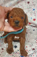Toby, a male Poodle - Toy  for sale in Fremont, OH – 2 of 6