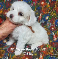Bichop, a male Maltese and Poodle - Toy  for sale in Fremont, OH – 5 of 6