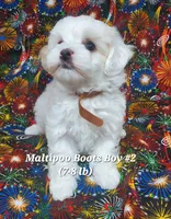 Bichop, a male Maltese and Poodle - Toy  for sale in Fremont, OH – 6 of 6
