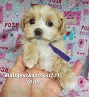 Boots, a female Maltese and Poodle - Toy  for sale in Fremont, OH – 5 of 9