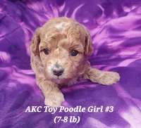Socks, a female Poodle - Toy  for sale in Fremont, OH – 5 of 10