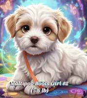Bella, a female Maltese and Poodle - Toy  for sale in Fremont, OH – 5 of 10