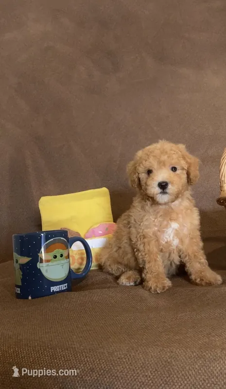 Conor – Maltipoo puppy for sale in Oceanside, CA