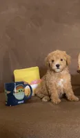 Conor, a male Maltipoo for sale in Oceanside, CA – 1 of 1
