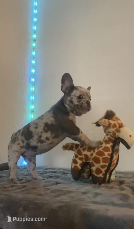 Nebula – French Bulldog puppy for sale in Oceanside, CA