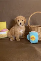 Conor, a male Maltipoo for sale in Oceanside, CA – 1 of 1