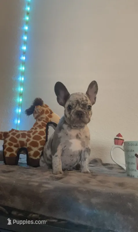 Nebula – French Bulldog puppy for sale in Oceanside, CA