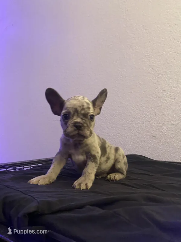 Nebula – French Bulldog puppy for sale in Oceanside, CA