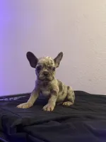 Nebula, a female French Bulldog for sale in Oceanside, CA – 1 of 1