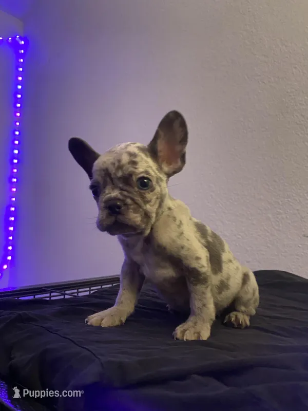 Nebula – French Bulldog puppy for sale in Oceanside, CA