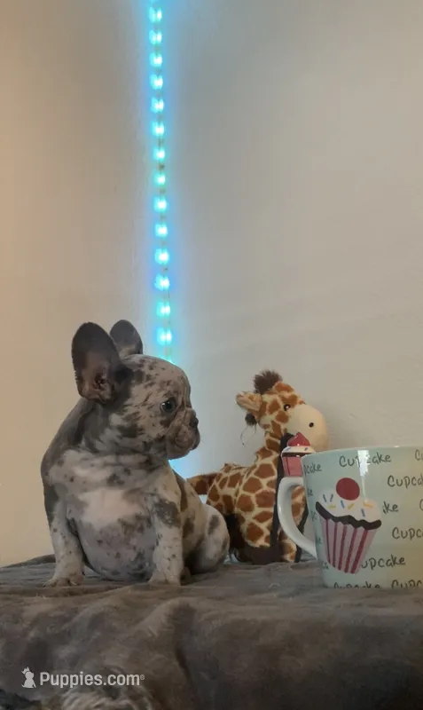 Nebula – French Bulldog puppy for sale in Oceanside, CA