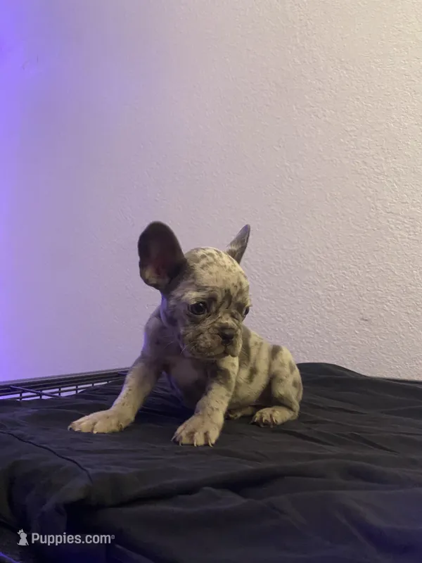 Nebula – French Bulldog puppy for sale in Oceanside, CA