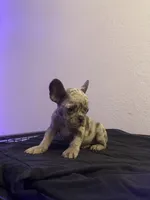 Nebula, a female French Bulldog for sale in Oceanside, CA – 1 of 1