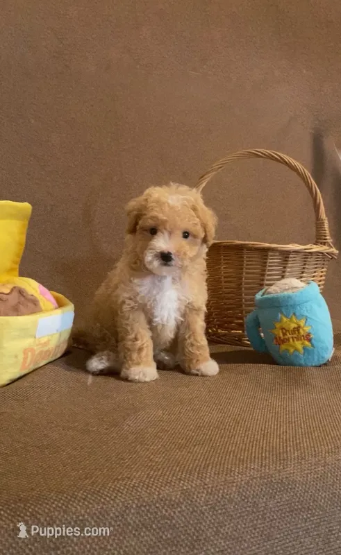 Caramel – Maltipoo puppy for sale in Oceanside, CA
