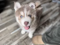Kairoh, a male Pomsky for sale in Boonville, IN – Photo 2 of 3