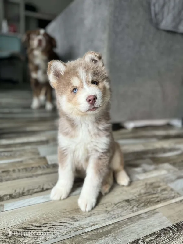Kairoh – Pomsky puppy for sale in Boonville, IN
