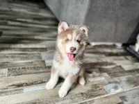 Kairoh, a male Pomsky for sale in Boonville, IN – Photo 3 of 3