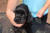 AKC Black, a male Cocker Spaniel for sale in Murfreesboro, TN – Photo 4 of 4