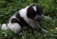 AKDA Karakachan, a male Karakachan for sale in Murfreesboro, TN – 2 of 4