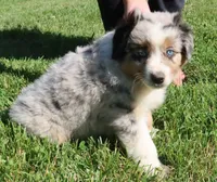 AKC Blue eyes Champion Line, a male Australian Shepherd for sale in Murfreesboro, TN – 5 of 5