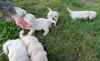 Hypoallergenic , Adorable Flufflball !, a male Bichon Frise and Cocker Spaniel for sale in Murfreesboro, TN – Photo 2 of 2