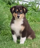 AKC Blue eyes Champion Line, a female Australian Shepherd for sale in Murfreesboro, TN – 2 of 2