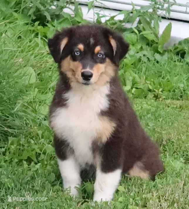 AKC Blue eyes Champion Line – Australian Shepherd puppy for sale in Murfreesboro, TN