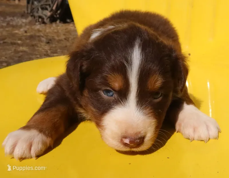 AKC Blue eyes Champion Line – Australian Shepherd puppy for sale in Murfreesboro, TN