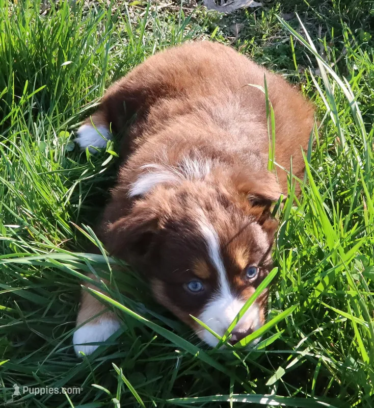 AKC Blue eyes Champion Line – Australian Shepherd puppy for sale in Murfreesboro, TN