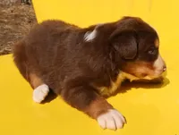 AKC Blue eyes Champion Line, a female Australian Shepherd for sale in Murfreesboro, TN – Photo 2 of 3