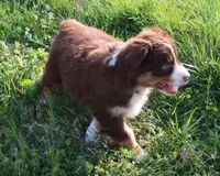 AKC Champion Line, a female Australian Shepherd for sale in Murfreesboro, TN – Photo 2 of 5
