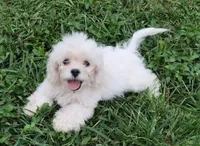 Hypoallergenic , Adorable Flufflball !, a female Bichon Frise and Cocker Spaniel for sale in Murfreesboro, TN – 1 of 2