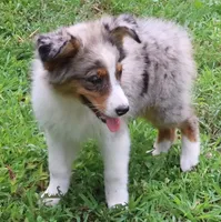 AKC  Champion Line, a female Australian Shepherd for sale in Murfreesboro, TN – 3 of 3