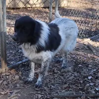 AKDA Karakachan, a female Karakachan for sale in Murfreesboro, TN – Photo 4 of 5