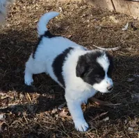 AKDA Karakachan, a female Karakachan for sale in Murfreesboro, TN – Photo 1 of 5