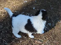 AKDA Karakachan, a female Karakachan for sale in Murfreesboro, TN – Photo 2 of 5