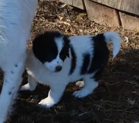 AKDA Karakachan, a female Karakachan for sale in Murfreesboro, TN – Photo 5 of 5