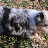 AKC Blue eyes Champion Line, a male Australian Shepherd for sale in Murfreesboro, TN – Photo 2 of 4