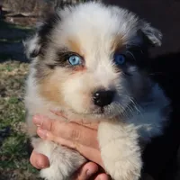 AKC Blue eyes Champion Line, a male Australian Shepherd for sale in Murfreesboro, TN – Photo 4 of 4