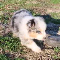 AKC Blue eyes Champion Line, a male Australian Shepherd for sale in Murfreesboro, TN – Photo 3 of 4
