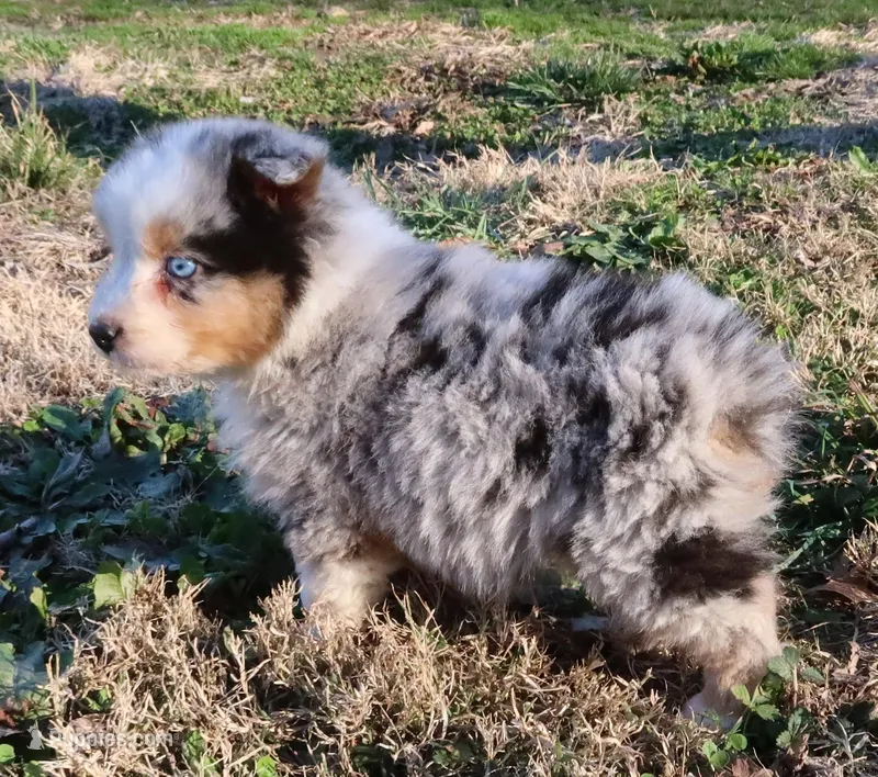 AKC Blue eyes Champion Line