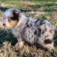 AKC Blue eyes Champion Line, a male Australian Shepherd for sale in Murfreesboro, TN – Photo 1 of 4