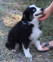 AKC Blue eyes Champion Line, a male Australian Shepherd for sale in Murfreesboro, TN – 2 of 3