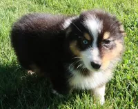 AKC Blue eyes Champion Line, a female Australian Shepherd for sale in Murfreesboro, TN – 1 of 2